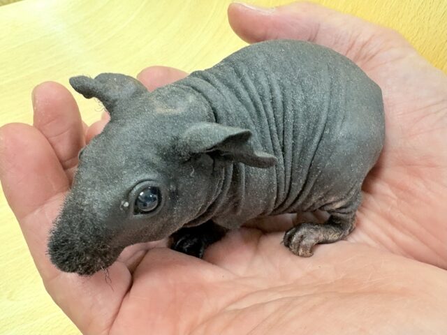 クールなブラックボディ😎✨スキニーギニアピッグくん‼️(男の子)