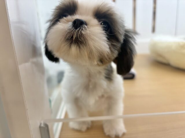 シーズー