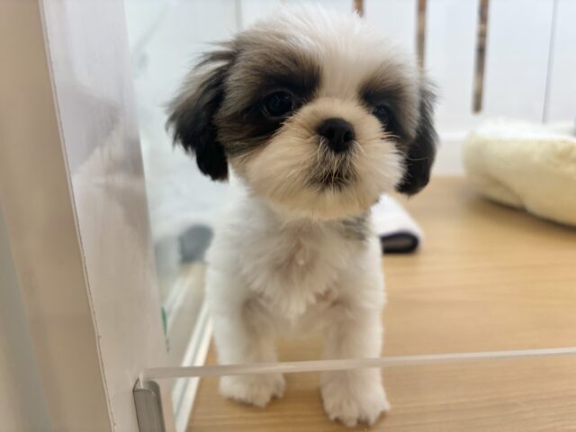 シーズー