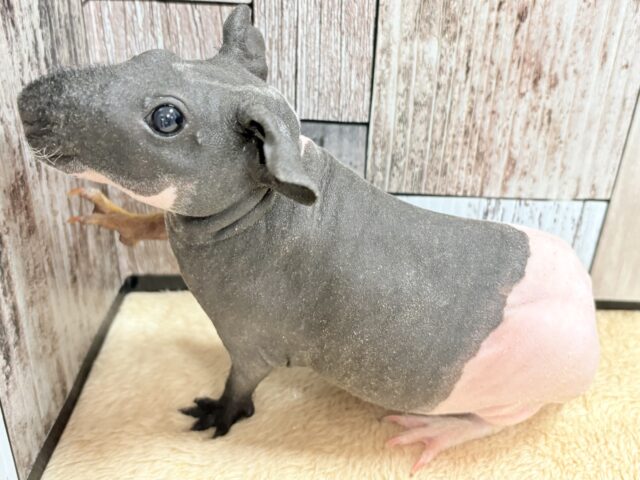 スキニーギニアピッグ