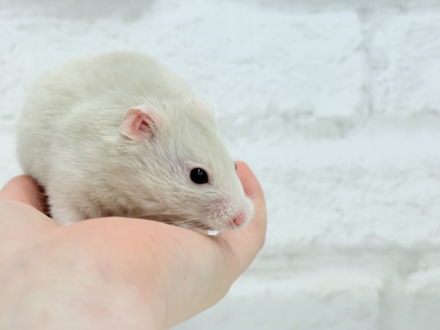 ゴールデンハムスター