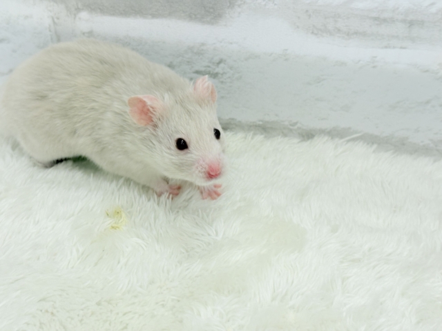 ゴールデンハムスター