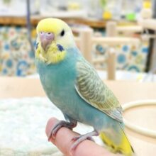 【最新画像】元気いっぱい🏃‍♀️走っちゃうよ✨セキセイインコ（パステルレインボー）