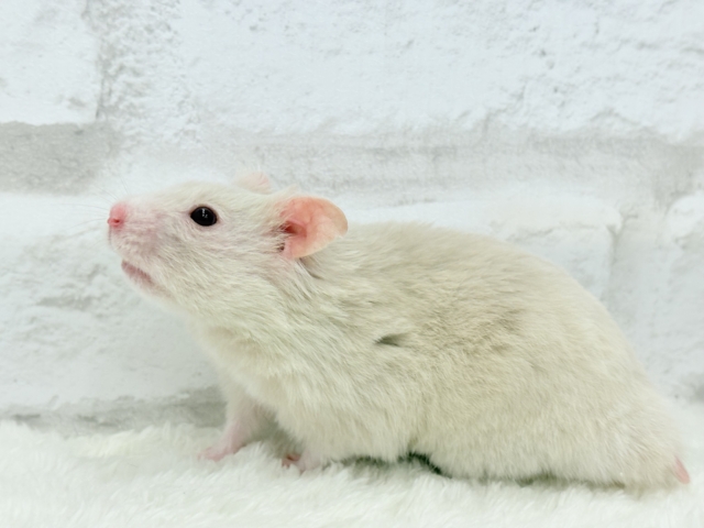 ゴールデンハムスター