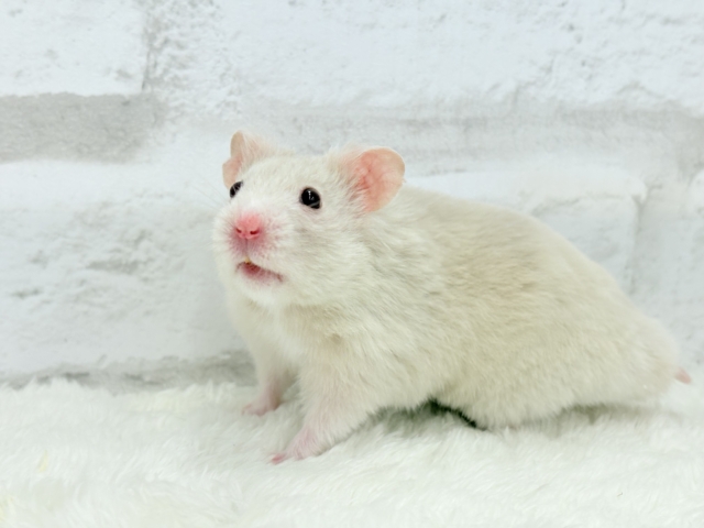 ゴールデンハムスター