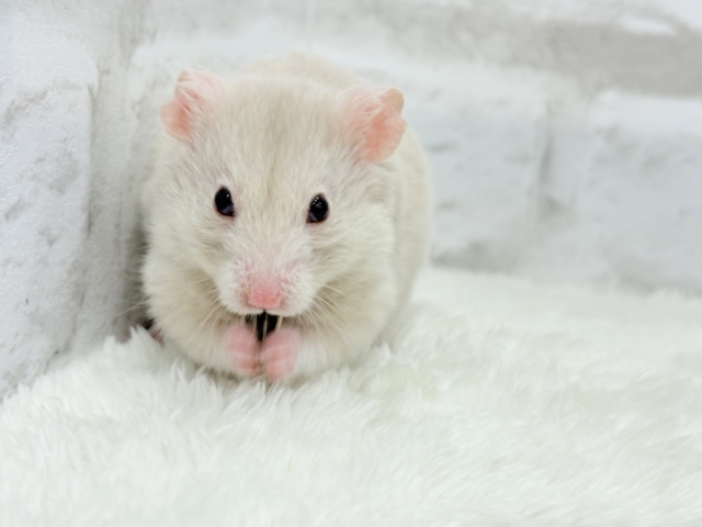 ゴールデンハムスター