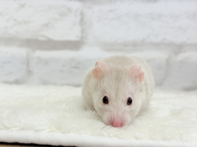 ゴールデンハムスター