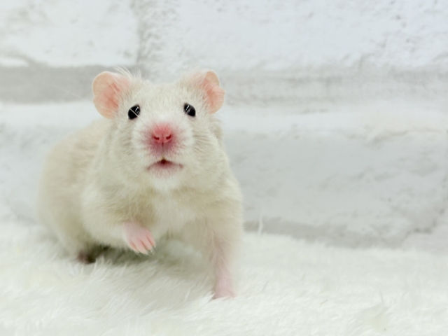 ゴールデンハムスター