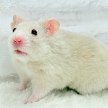 【最新画像更新🪄】魅力的なもふふわちゃん🫧カラーハムスター(男の子)