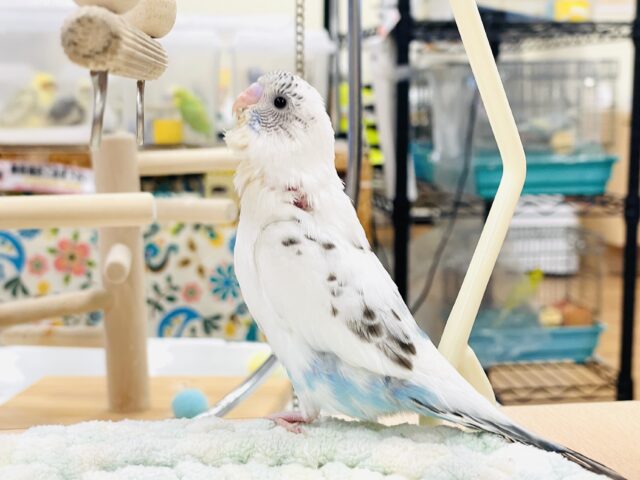 【最新画像】ふわふわ綿毛の妖精さん🧚✨セキセイインコ(ハルクイン)ヒナ セキセイインコ