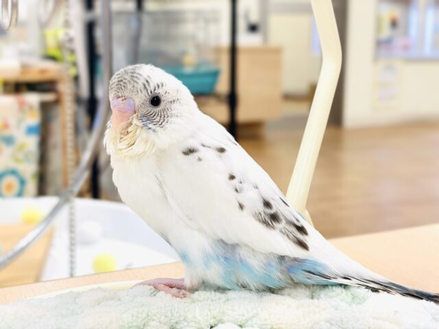 【最新画像】ふわふわ綿毛の妖精さん🧚✨セキセイインコ(ハルクイン)ヒナ セキセイインコ