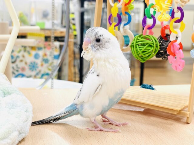 【最新画像】ふわふわ綿毛の妖精さん🧚✨セキセイインコ(ハルクイン)ヒナ セキセイインコ