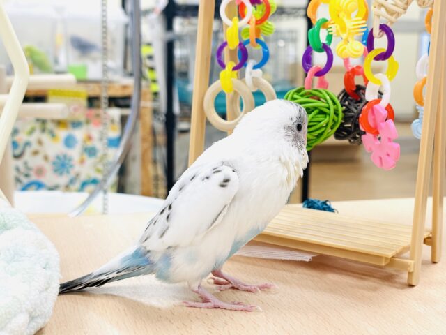 【最新画像】ふわふわ綿毛の妖精さん🧚✨セキセイインコ(ハルクイン)ヒナ セキセイインコ