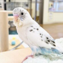 【最新画像】ふわふわ綿毛の妖精さん🧚✨セキセイインコ（ハルクイン）ヒナ