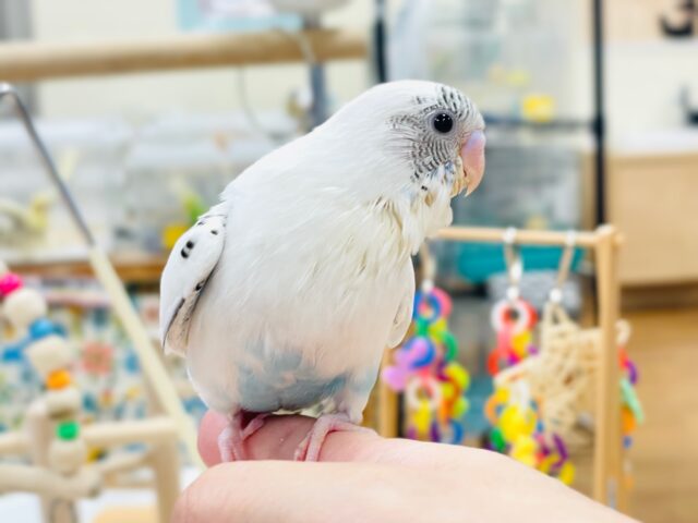 【最新画像】ふわふわ綿毛の妖精さん🧚✨セキセイインコ(ハルクイン)ヒナ セキセイインコ