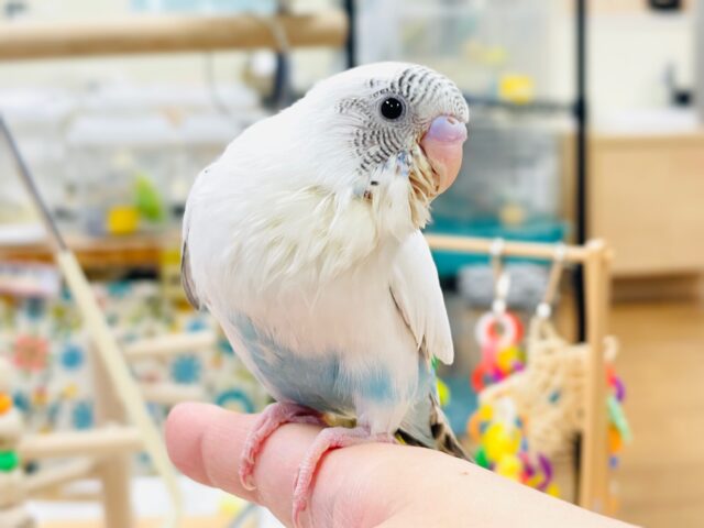 【最新画像】ふわふわ綿毛の妖精さん🧚✨セキセイインコ(ハルクイン)ヒナ セキセイインコ
