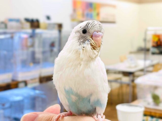 【最新画像】ふわふわ綿毛の妖精さん🧚✨セキセイインコ(ハルクイン)ヒナ セキセイインコ