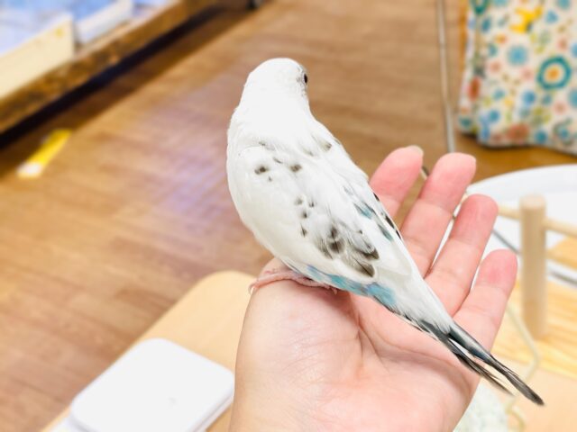 【最新画像】ふわふわ綿毛の妖精さん🧚✨セキセイインコ(ハルクイン)ヒナ セキセイインコ