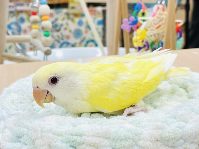 【最新画像】フレッシュな果実みたい🍋✨コザクラインコ(クリームルチノー)ヒナ コザクラインコ(小桜インコ)