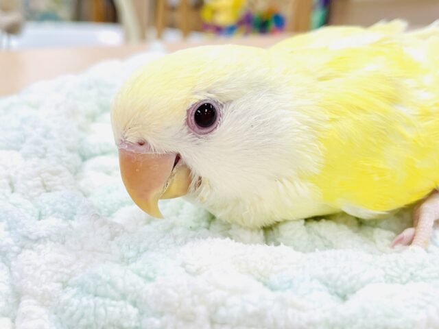 【最新画像】フレッシュな果実みたい🍋✨コザクラインコ(クリームルチノー)ヒナ コザクラインコ(小桜インコ)