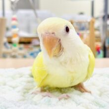 【最新画像】フレッシュな果実みたい🍋✨コザクラインコ（クリームルチノー）ヒナ