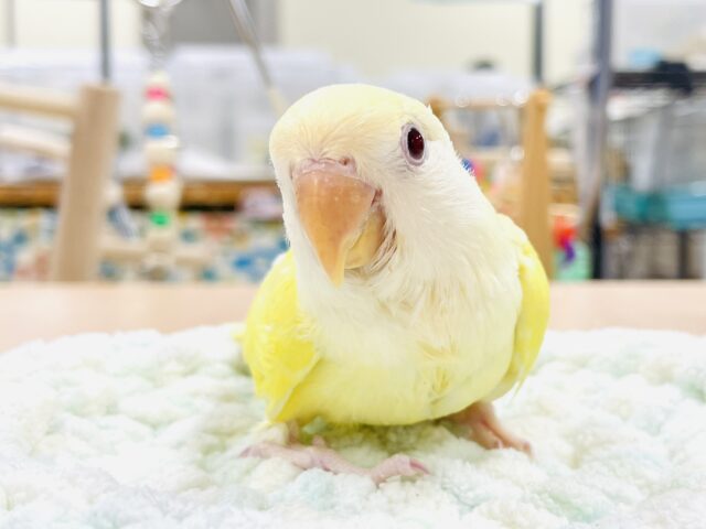 【最新画像】フレッシュな果実みたい🍋✨コザクラインコ（クリームルチノー）ヒナ