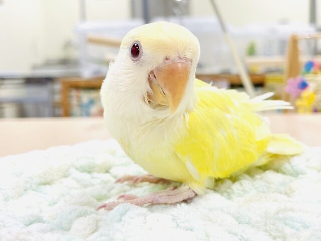 【最新画像】フレッシュな果実みたい🍋✨コザクラインコ(クリームルチノー)ヒナ コザクラインコ(小桜インコ)