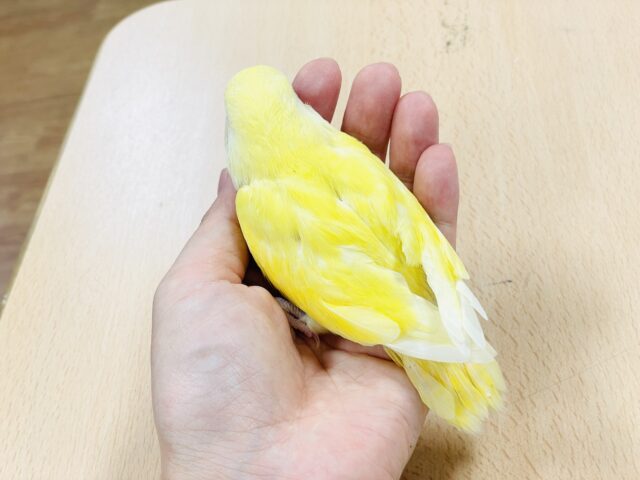 【最新画像】フレッシュな果実みたい🍋✨コザクラインコ(クリームルチノー)ヒナ コザクラインコ(小桜インコ)
