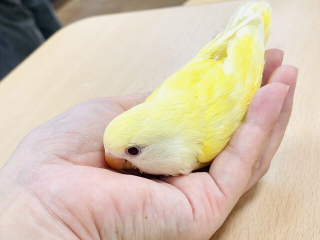 【最新画像】フレッシュな果実みたい🍋✨コザクラインコ(クリームルチノー)ヒナ コザクラインコ(小桜インコ)