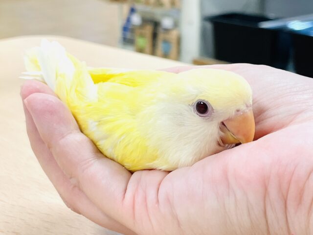 【最新画像】フレッシュな果実みたい🍋✨コザクラインコ(クリームルチノー)ヒナ コザクラインコ(小桜インコ)