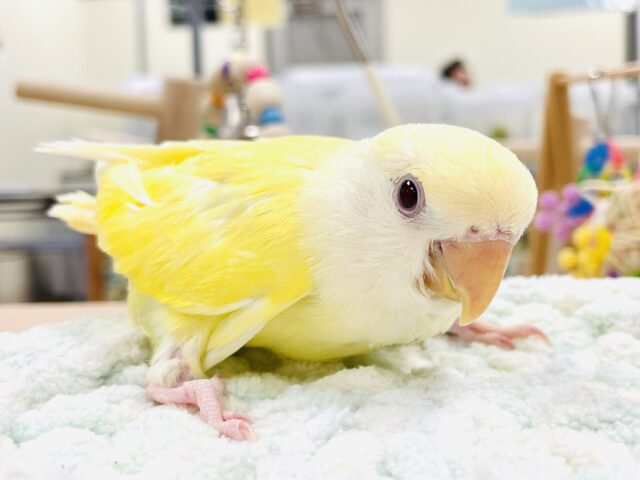 【最新画像】フレッシュな果実みたい🍋✨コザクラインコ(クリームルチノー)ヒナ コザクラインコ(小桜インコ)