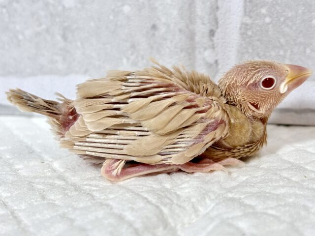シナモン文鳥