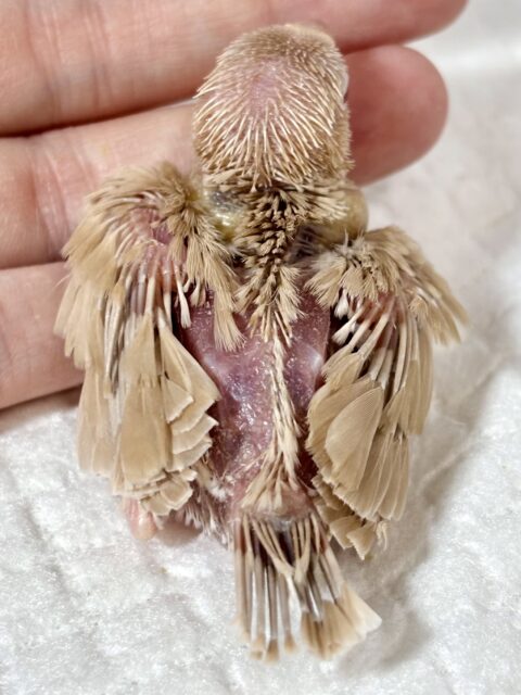 シナモン文鳥