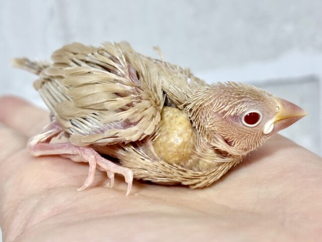 シナモン文鳥