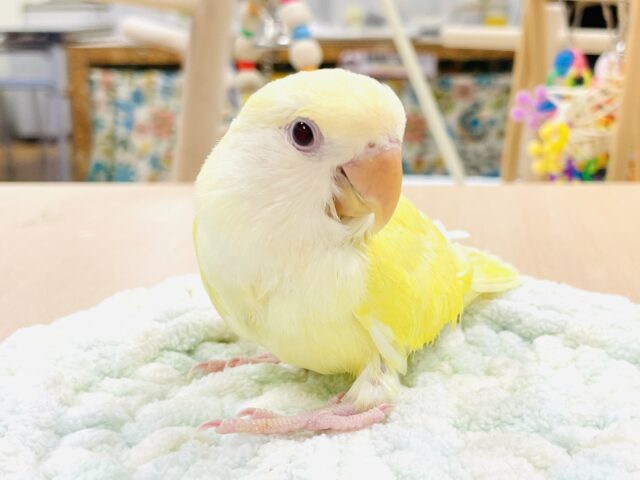 【最新画像】フレッシュな果実みたい🍋✨コザクラインコ(クリームルチノー)ヒナ コザクラインコ(小桜インコ)