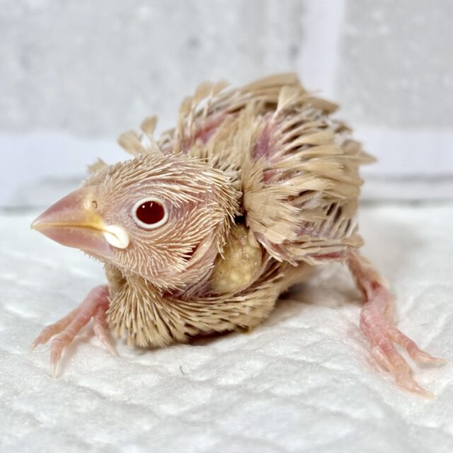 シナモン文鳥 🧡🎃🍁*.+゜ シナモン文鳥