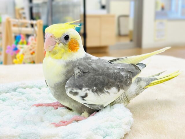 オカメインコ
