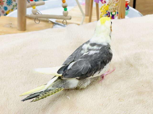オカメインコ