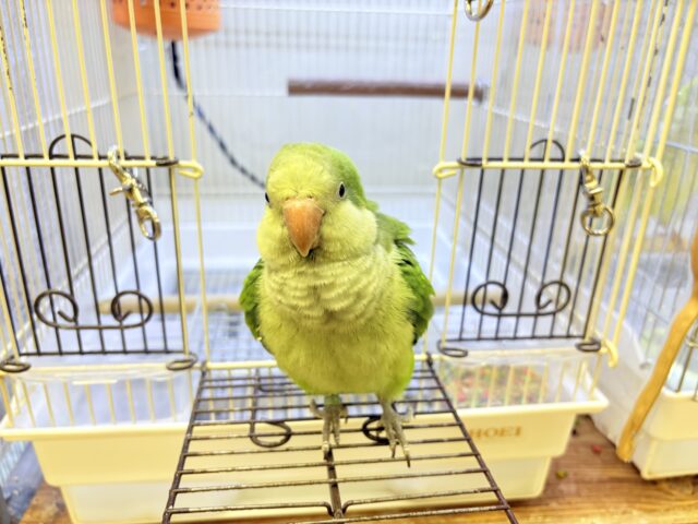 【最新画像】カキカキ時のうっとり顔がたまりません💚オキナインコ(ノーマル) オキナインコ