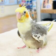 【最新画像】ジャージャー元気いっぱい🧡オカメインコ（パイド）ヒナ
