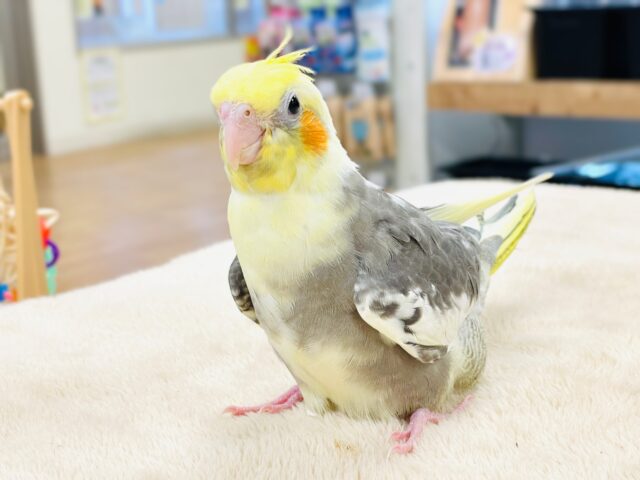【最新画像】ジャージャー元気いっぱい🧡オカメインコ（パイド）ヒナ