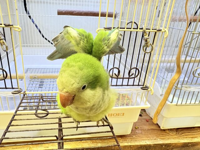 【最新画像】カキカキ時のうっとり顔がたまりません💚オキナインコ(ノーマル) オキナインコ