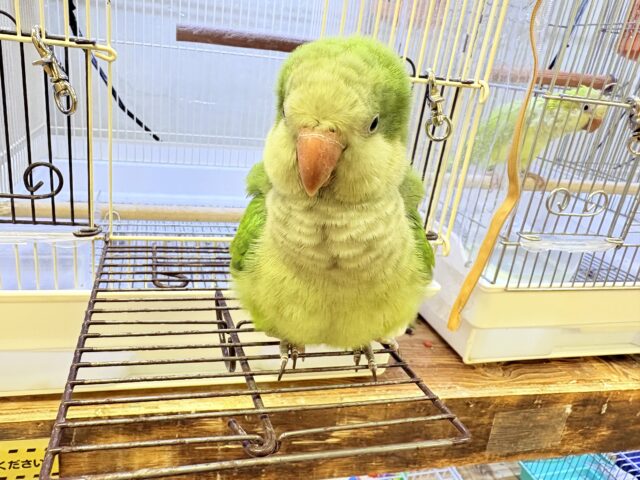 【最新画像】カキカキ時のうっとり顔がたまりません💚オキナインコ(ノーマル) オキナインコ