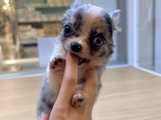 チワワ
