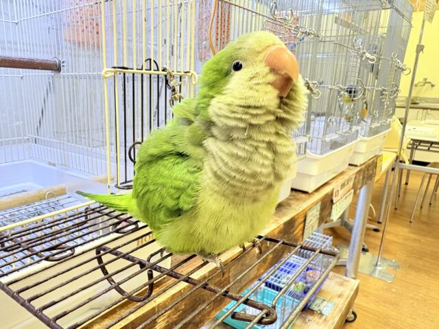 【最新画像】カキカキ時のうっとり顔がたまりません💚オキナインコ(ノーマル) オキナインコ