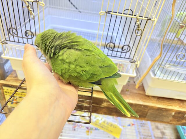 【最新画像】カキカキ時のうっとり顔がたまりません💚オキナインコ(ノーマル) オキナインコ