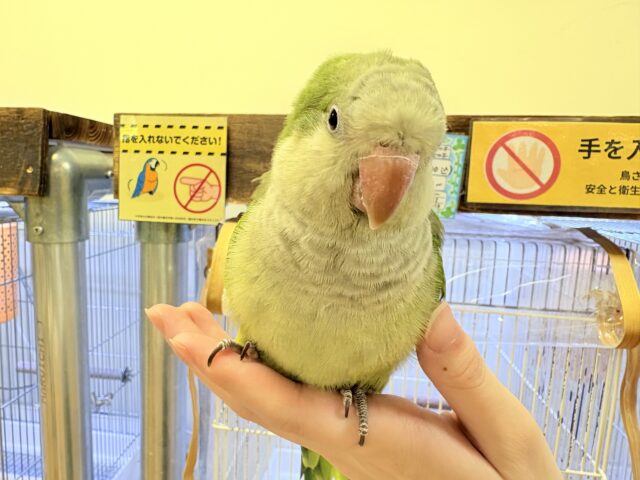【最新画像】カキカキ時のうっとり顔がたまりません💚オキナインコ(ノーマル) オキナインコ