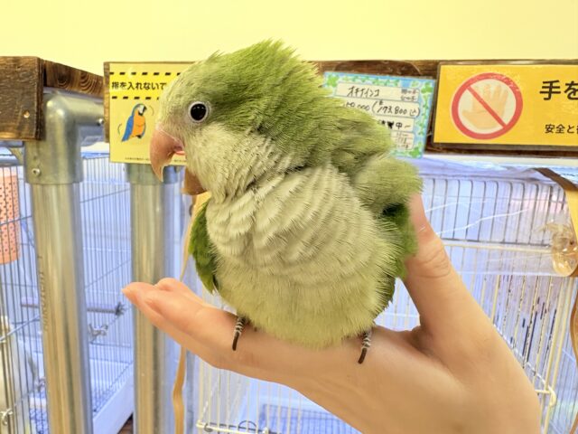 【最新画像】カキカキ時のうっとり顔がたまりません💚オキナインコ(ノーマル) オキナインコ