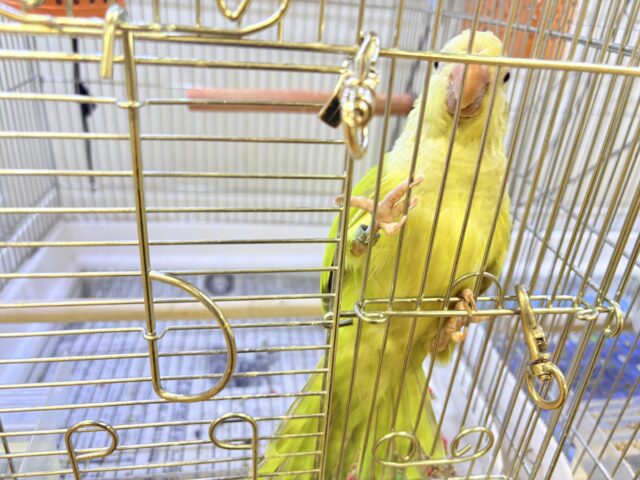 オキナインコ