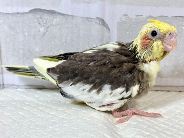 オカメインコ